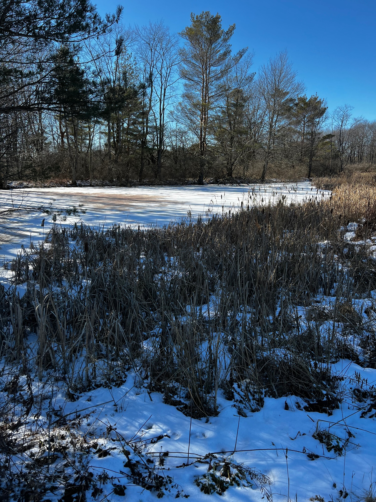 HLRBO Hunting Lease - 191 acres in Allegany County,New York