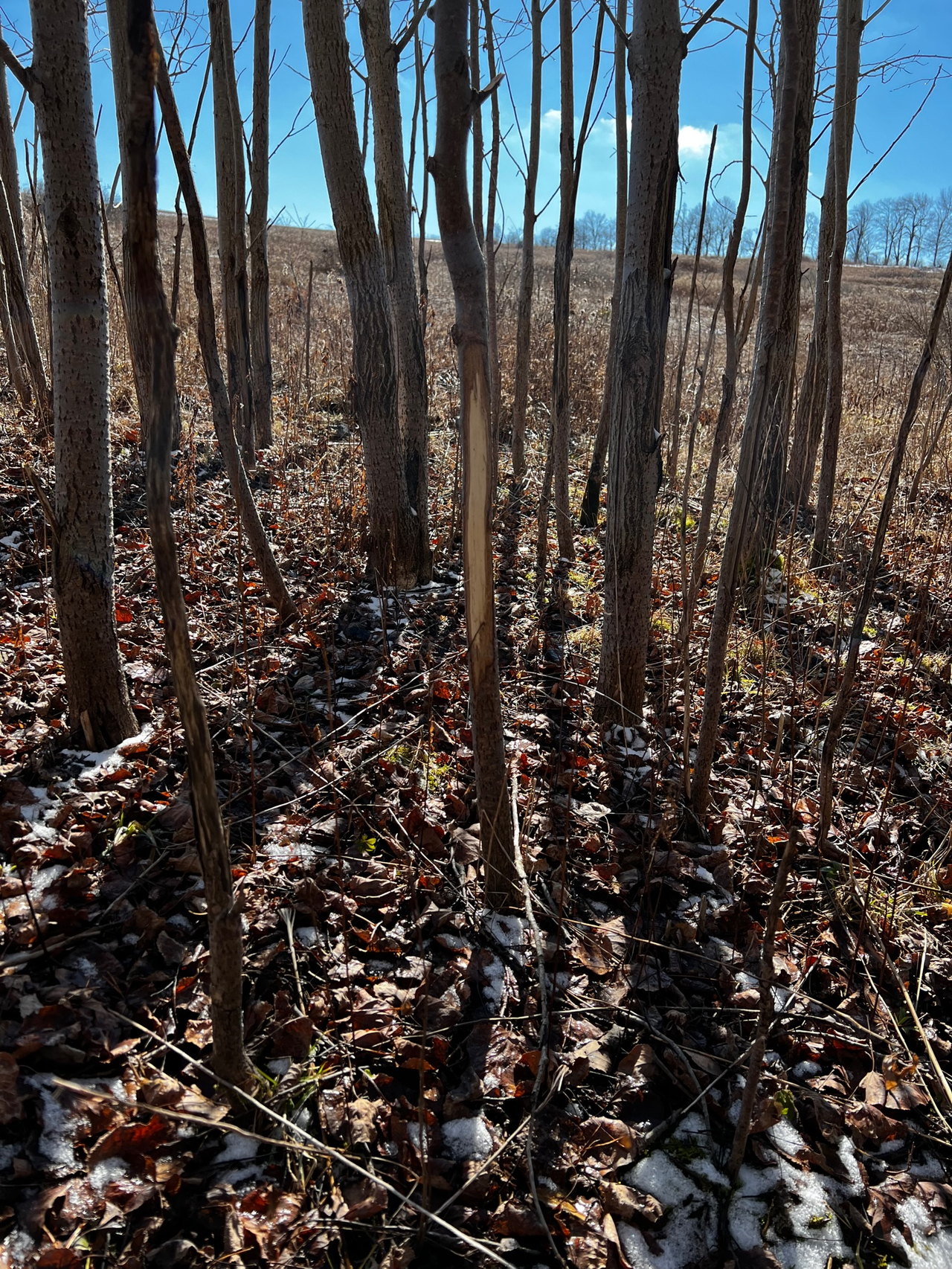 HLRBO Hunting Lease - 191 acres in Allegany County,New York