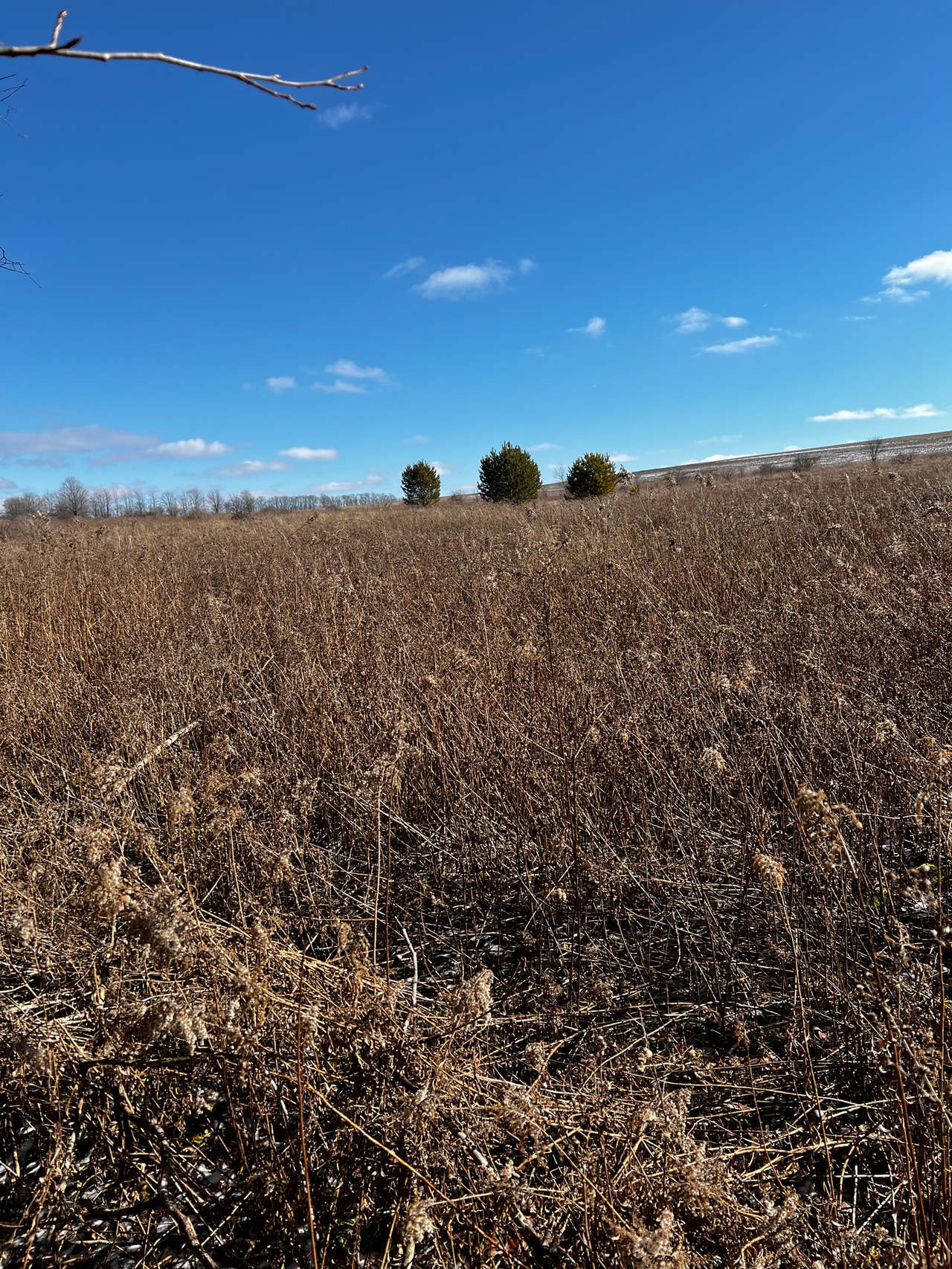 HLRBO Hunting Lease - 191 acres in Allegany County,New York