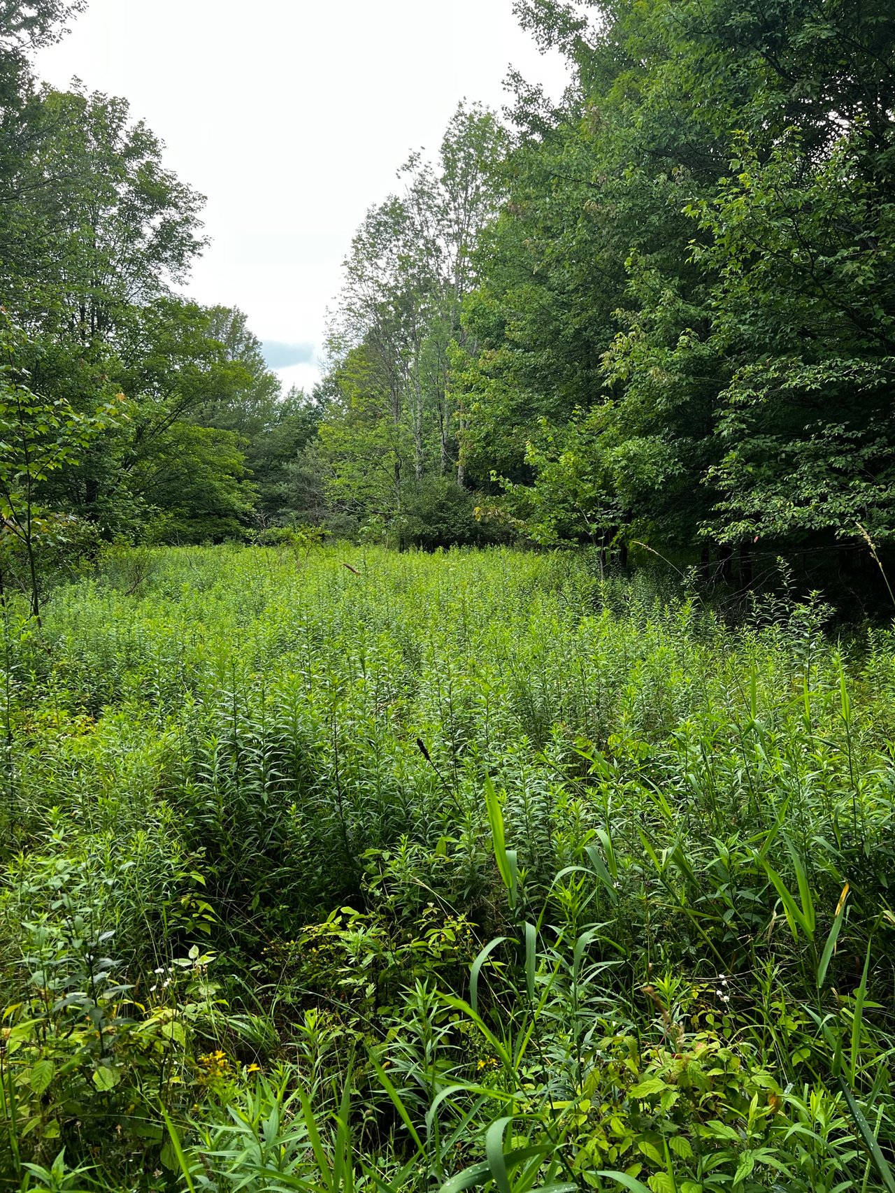 HLRBO Hunting Lease 104 acres in Allegany County,New York