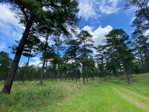 HLRBO Lee,Alabama Hunting Lease 245,000.00 Per Year