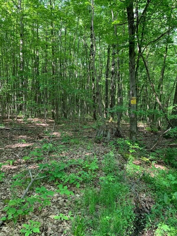 HLRBO - Allegany,New York Hunting Lease $1,000.00 Per Year